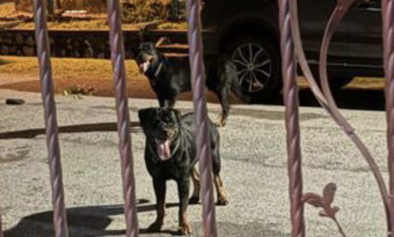 Dua anjing Rottweiler
