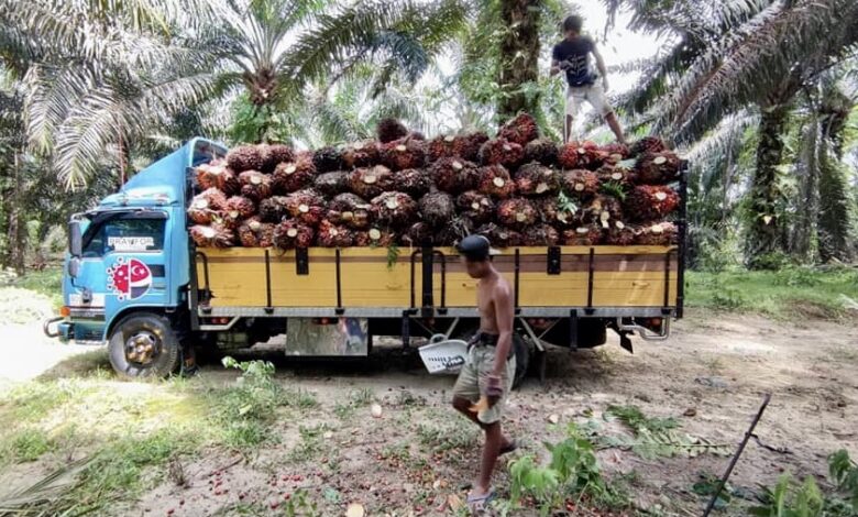 Ladang kelapa sawit