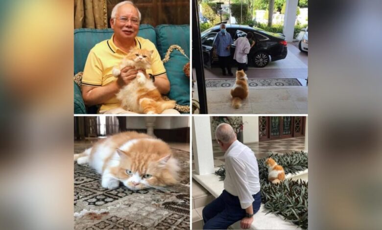 Kucing Najib