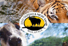 Harimau Malaya jadi tumpuan pemuliharaan di Perak