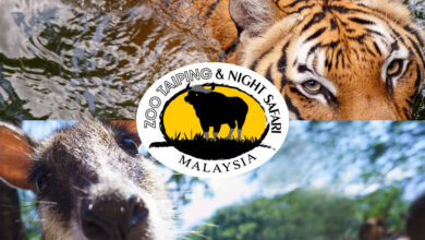 Harimau Malaya jadi tumpuan pemuliharaan di Perak