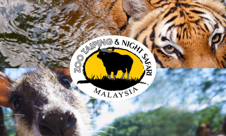 Harimau Malaya jadi tumpuan pemuliharaan di Perak