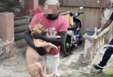 Anjing