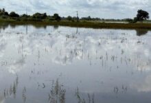 Sawah banjir kedah
