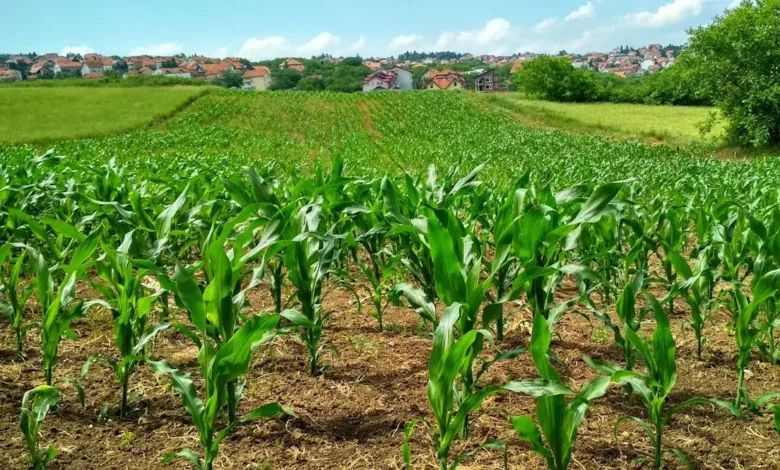 Ladang