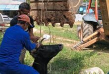 Lembu terperangkap