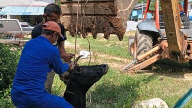 Lembu terperangkap