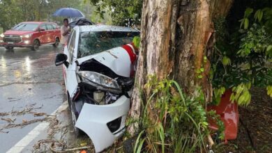 Maut rempuh pokok