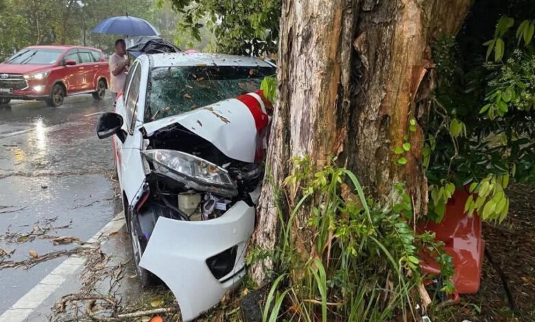 Maut rempuh pokok