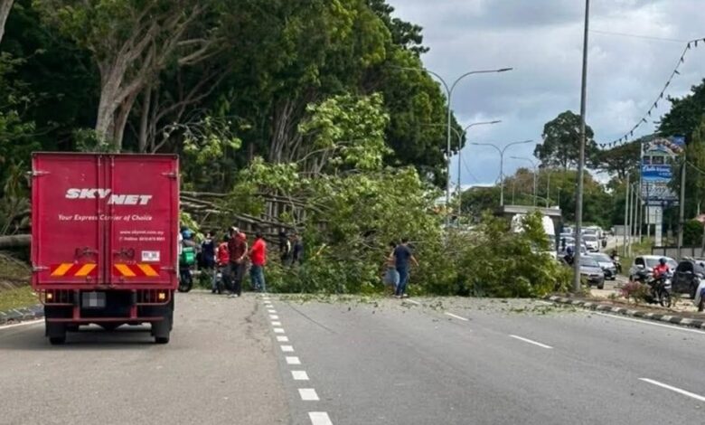 pokok tumbang