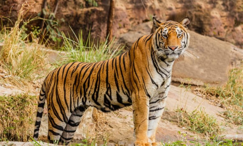 Harimau Malaya