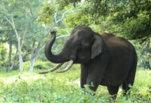 Gajah