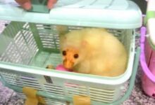 Cuscus