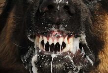 rabies