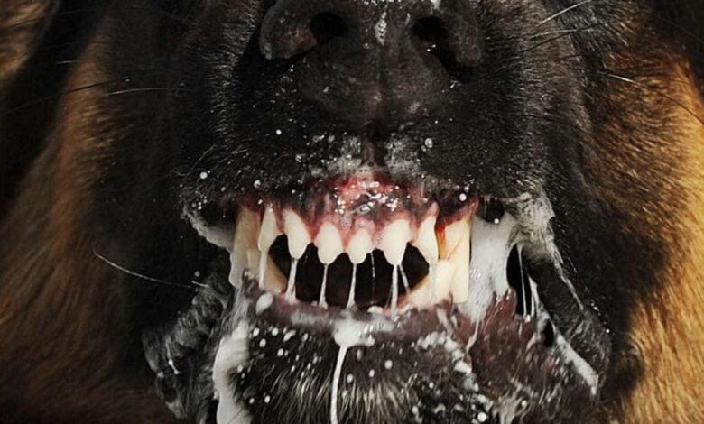 rabies