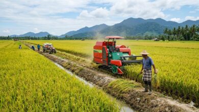 jelapang padi pesawah