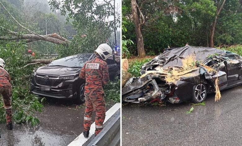 pokok tumbang