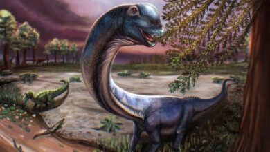 dinosaur