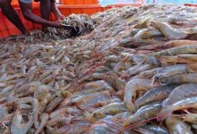 udang