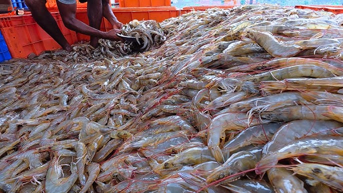 udang