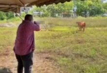 lembu