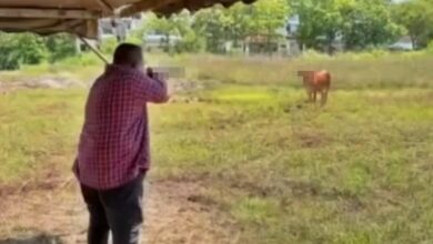 lembu