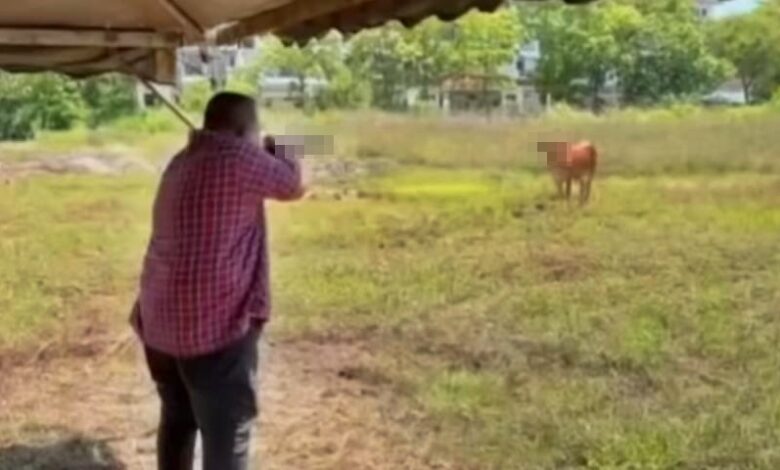 lembu
