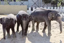gajah
