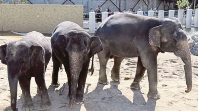 gajah