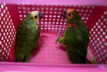 burung kakak tua