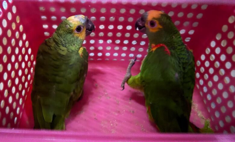 burung kakak tua