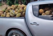 durian