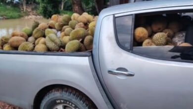 durian