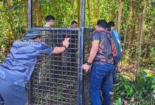 memasang perangkap untuk menangkap harimau kumbang