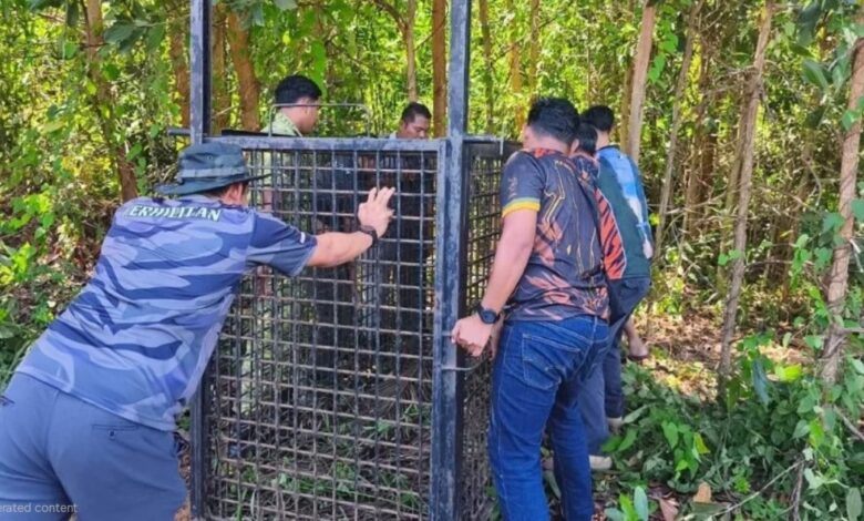 memasang perangkap untuk menangkap harimau kumbang
