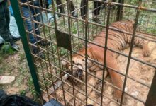 harimau