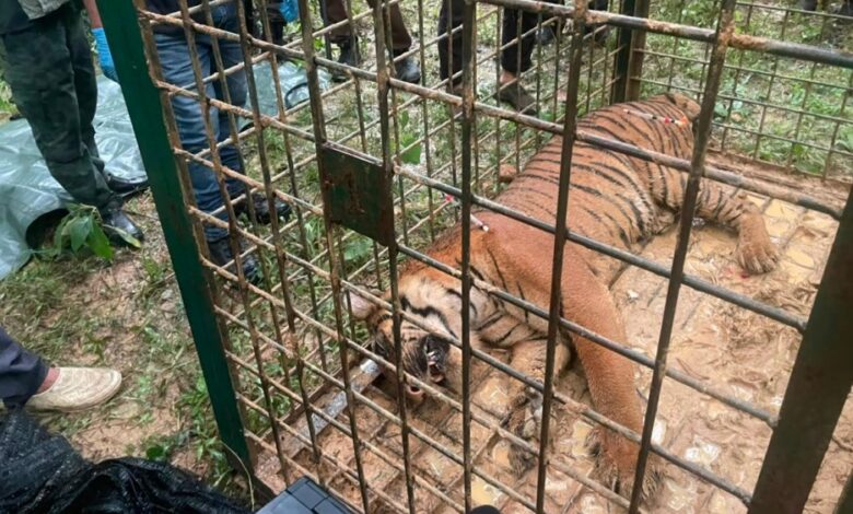 harimau