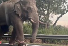 gajah