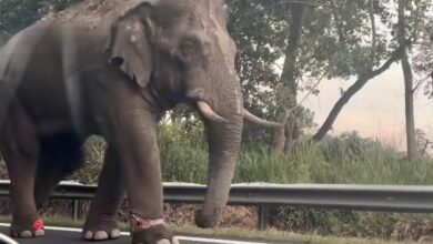 gajah