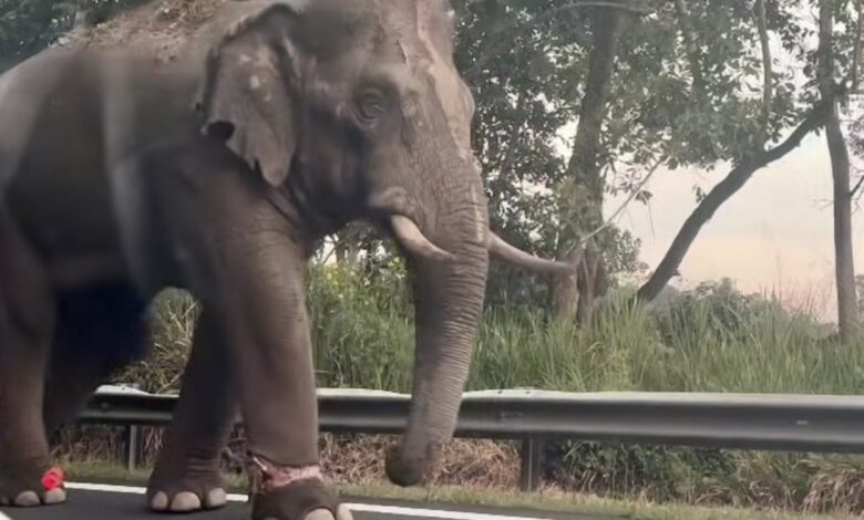 gajah