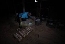 telur penyu