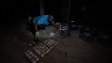 telur penyu