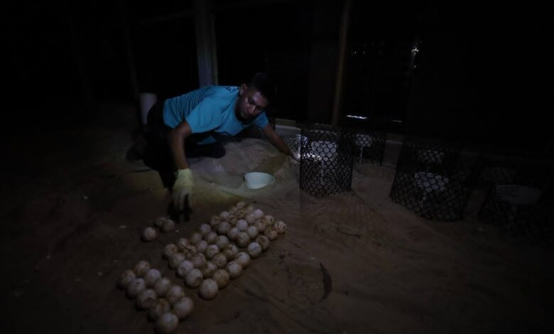 telur penyu
