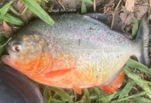 Piranha