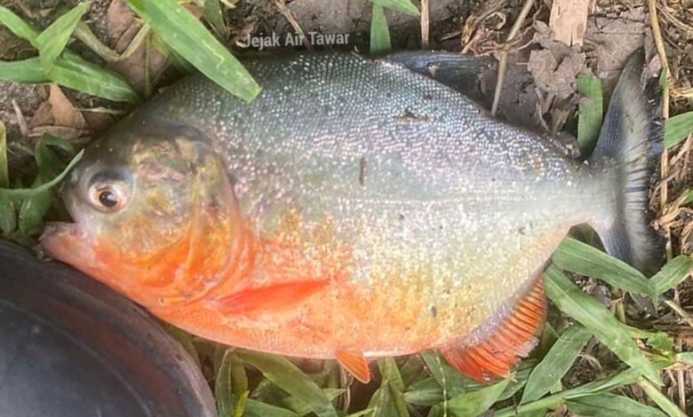 Piranha