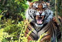 harimau