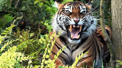 harimau