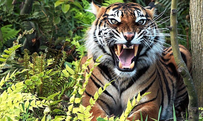 harimau