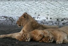 lion tanzania