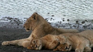 lion tanzania
